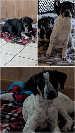 Cookie Help I Need A Foster Home image 4