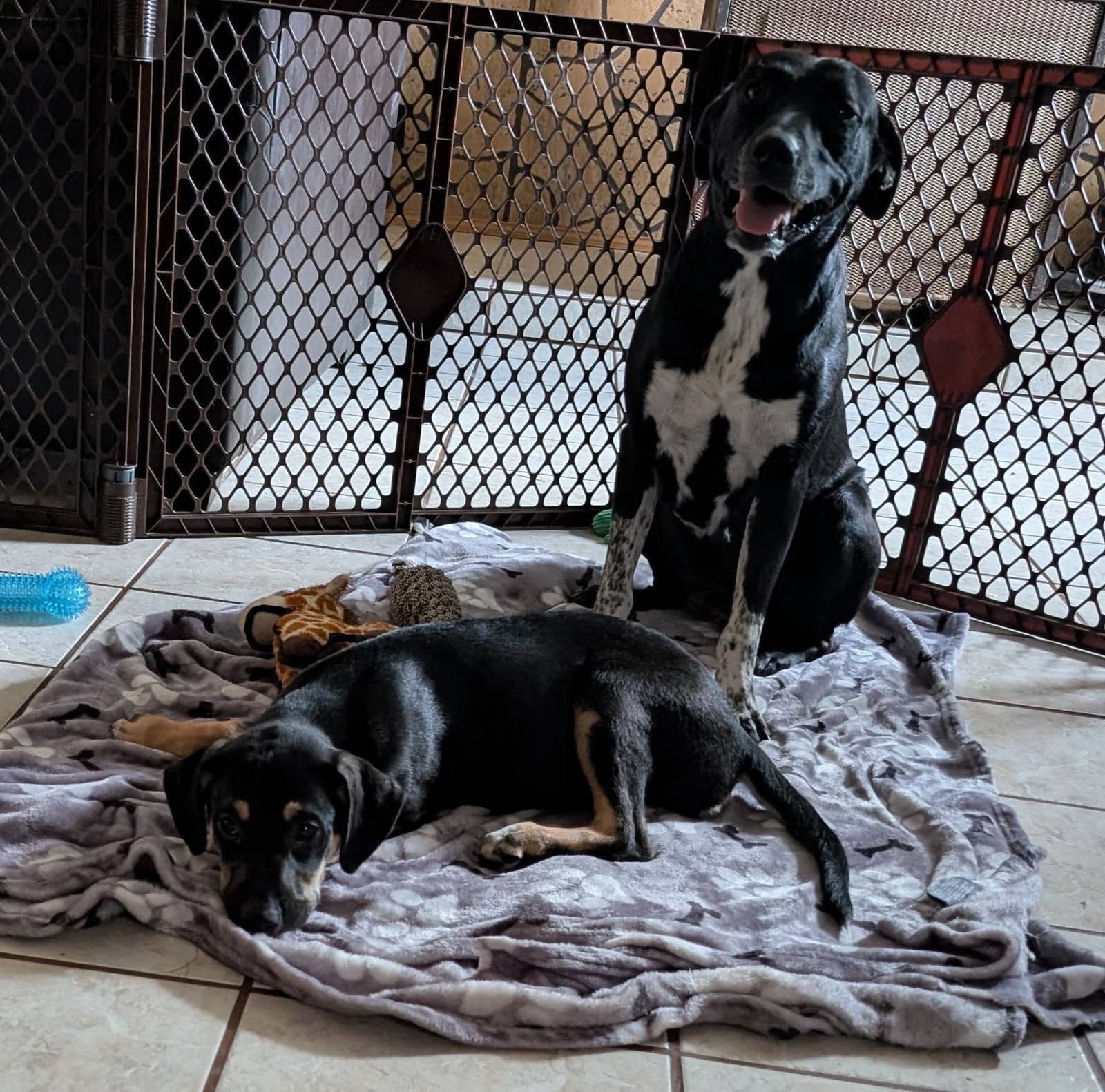 Cookie Help I Need A Foster Home - Labrador Retriever