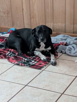 Cookie Help I Need A Foster Home image 2