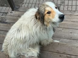 Archer Help I Need A Foster Home image 1
