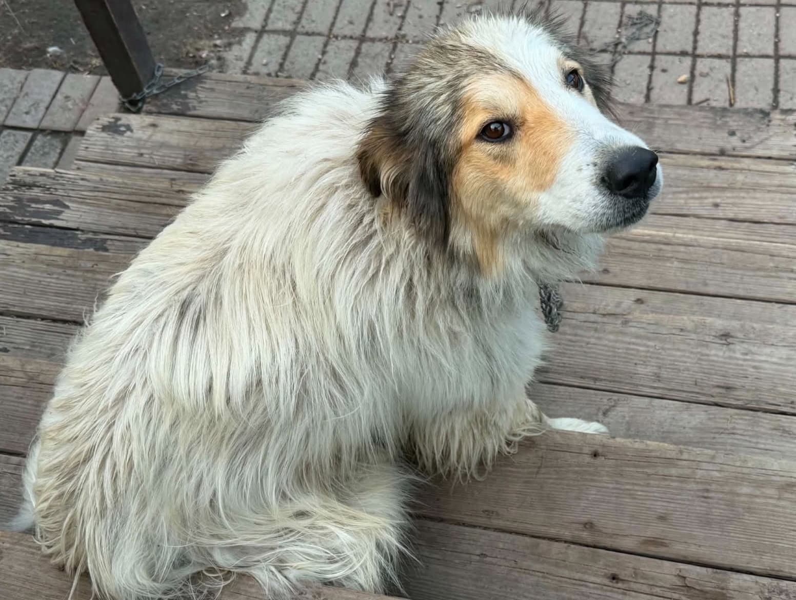 Archer Help I Need A Foster Home - Great Pyrenees