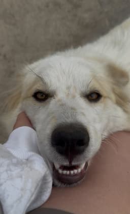 June Help I Need A Foster Home image 1