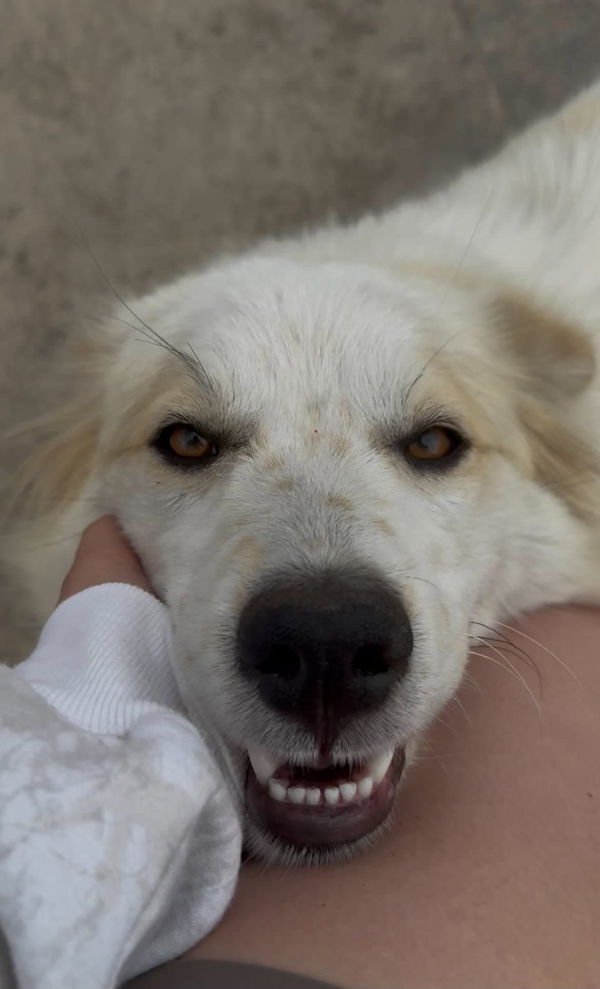 June Help I Need A Foster Home - Great Pyrenees