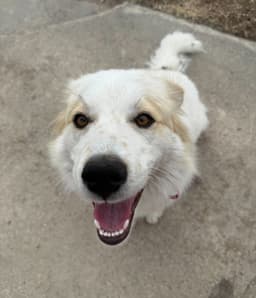 June Help I Need A Foster Home image 2