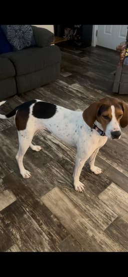 Dottie image 1