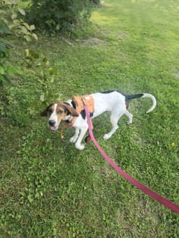 Dottie image 2