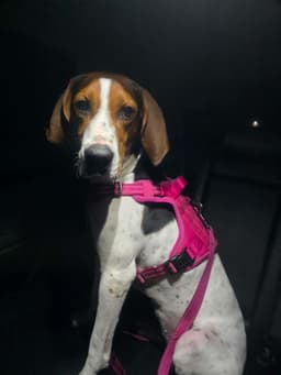 Dottie image 3