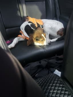 Dottie image 4