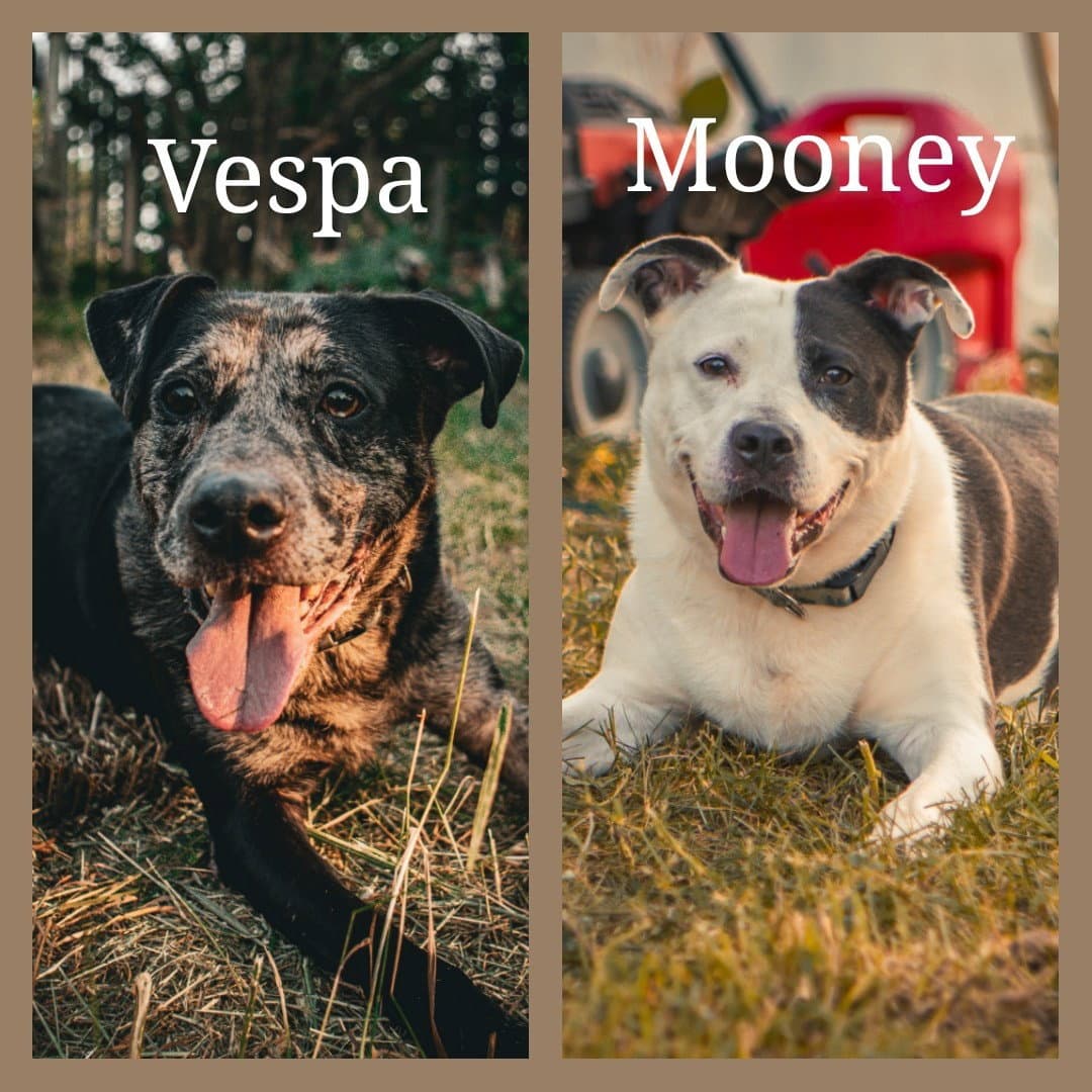 Vespa  Mooney Foster Home Needed For Bonded Pair - Terrier Mix