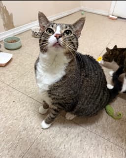 Mabel Must Be Adopted With Jackson image 2