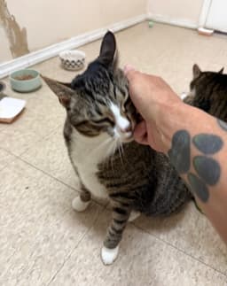 Mabel Must Be Adopted With Jackson image 1