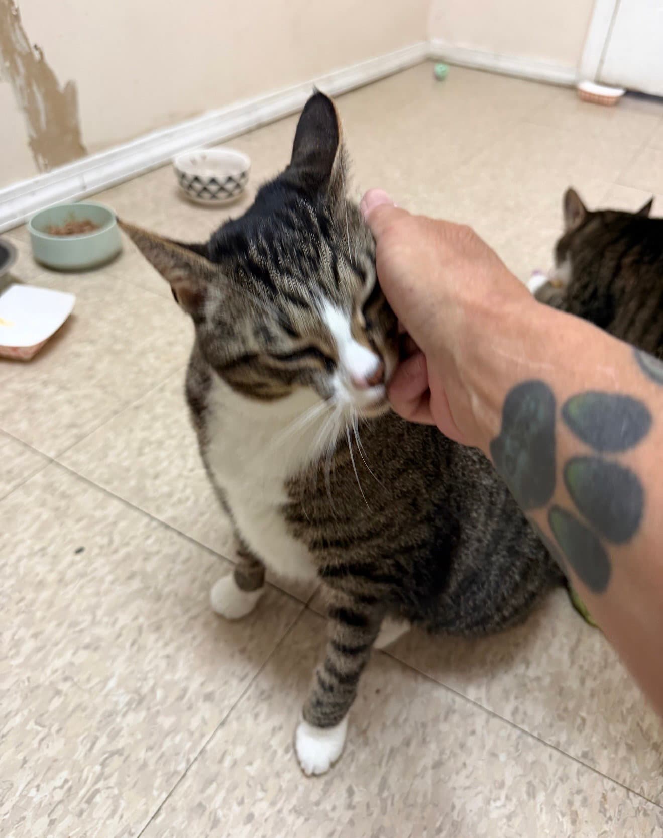 Mabel Must Be Adopted With Jackson - Domestic Short Hair