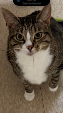 Mabel Must Be Adopted With Jackson image 3