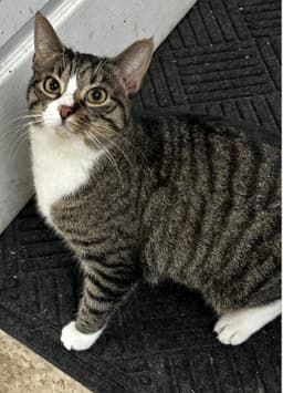 Mabel Must Be Adopted With Jackson image 4