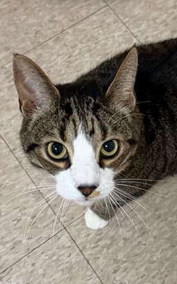Jackson Must Be Adopted With Mabel image 1