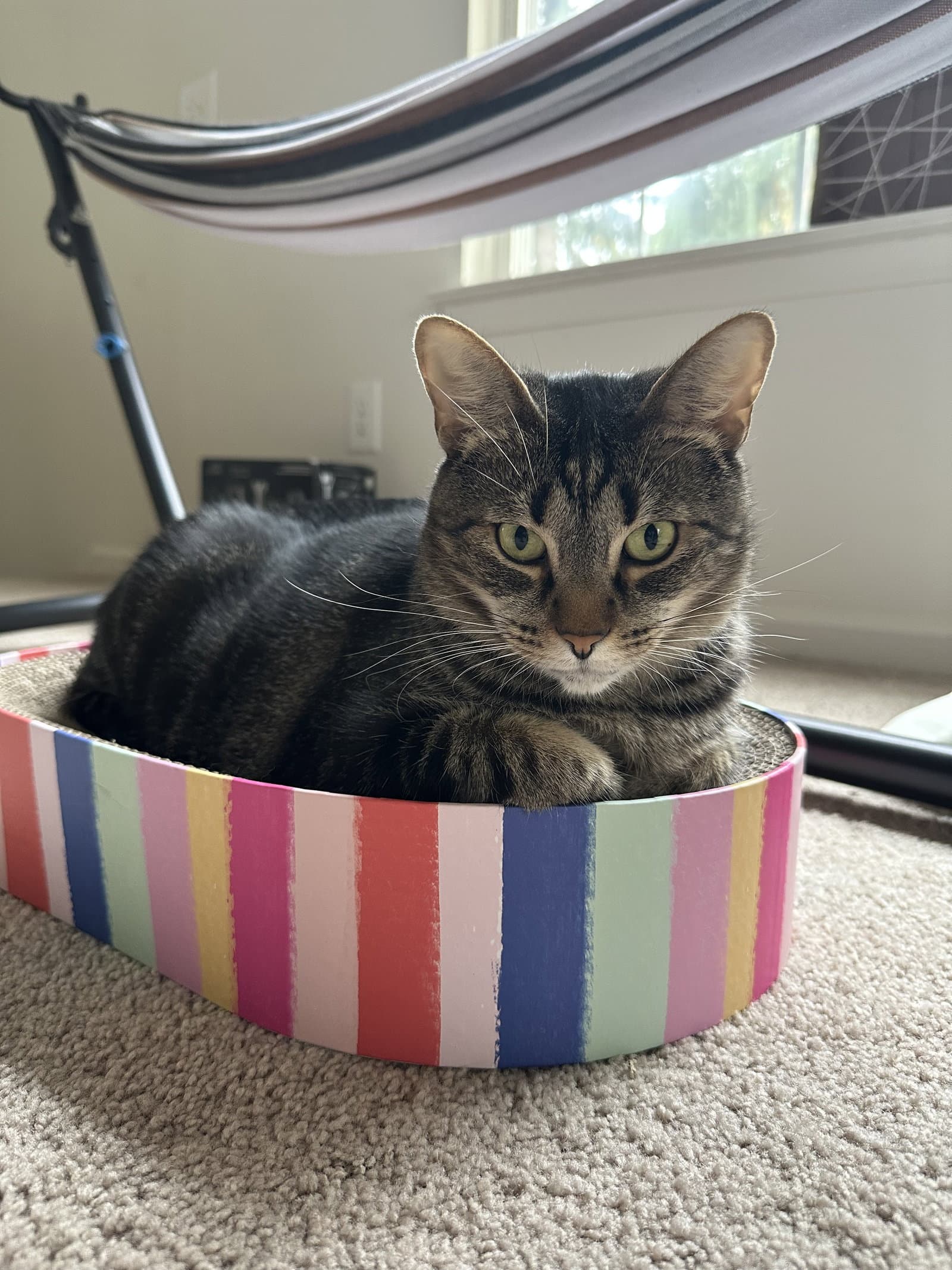 Princy Boy - Domestic Short Hair