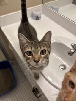 Calista- Must Be Adopted With Snap image 1