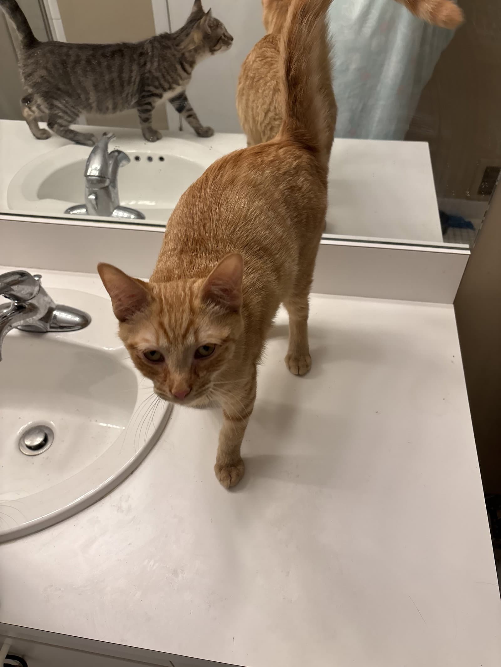 Snap- Must Be Adopted With Calista - Domestic Short Hair