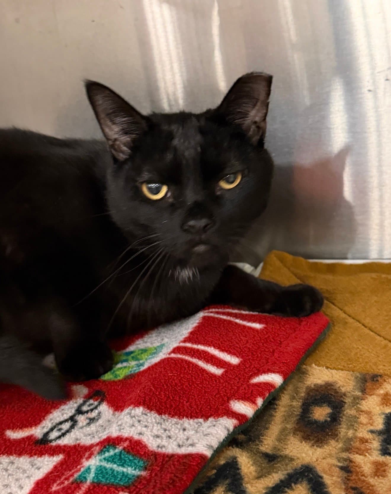 Ruffles - Domestic Short Hair