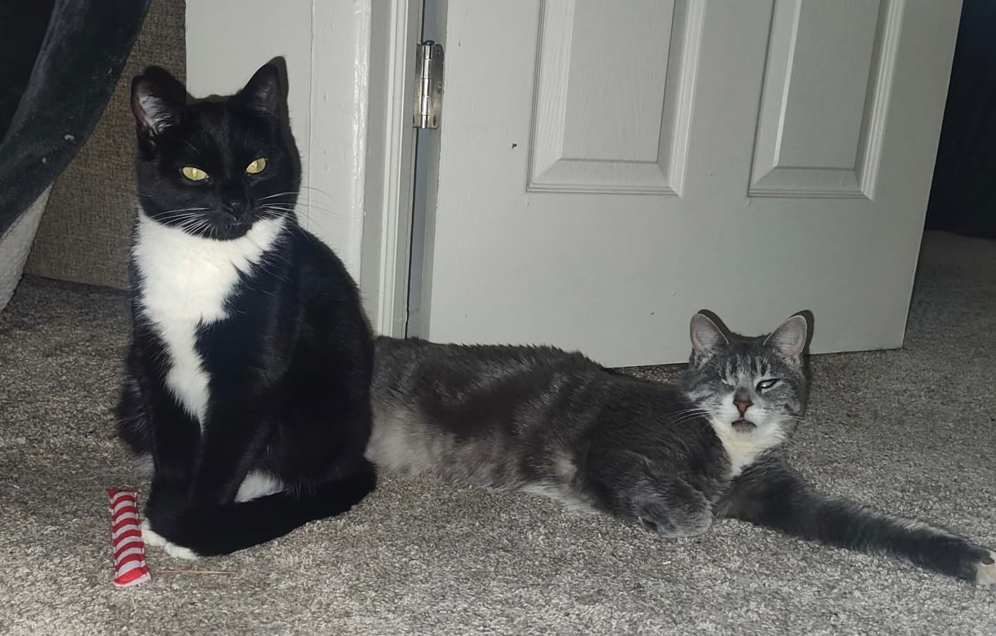 Lady Bonded With Martina - Domestic Short Hair