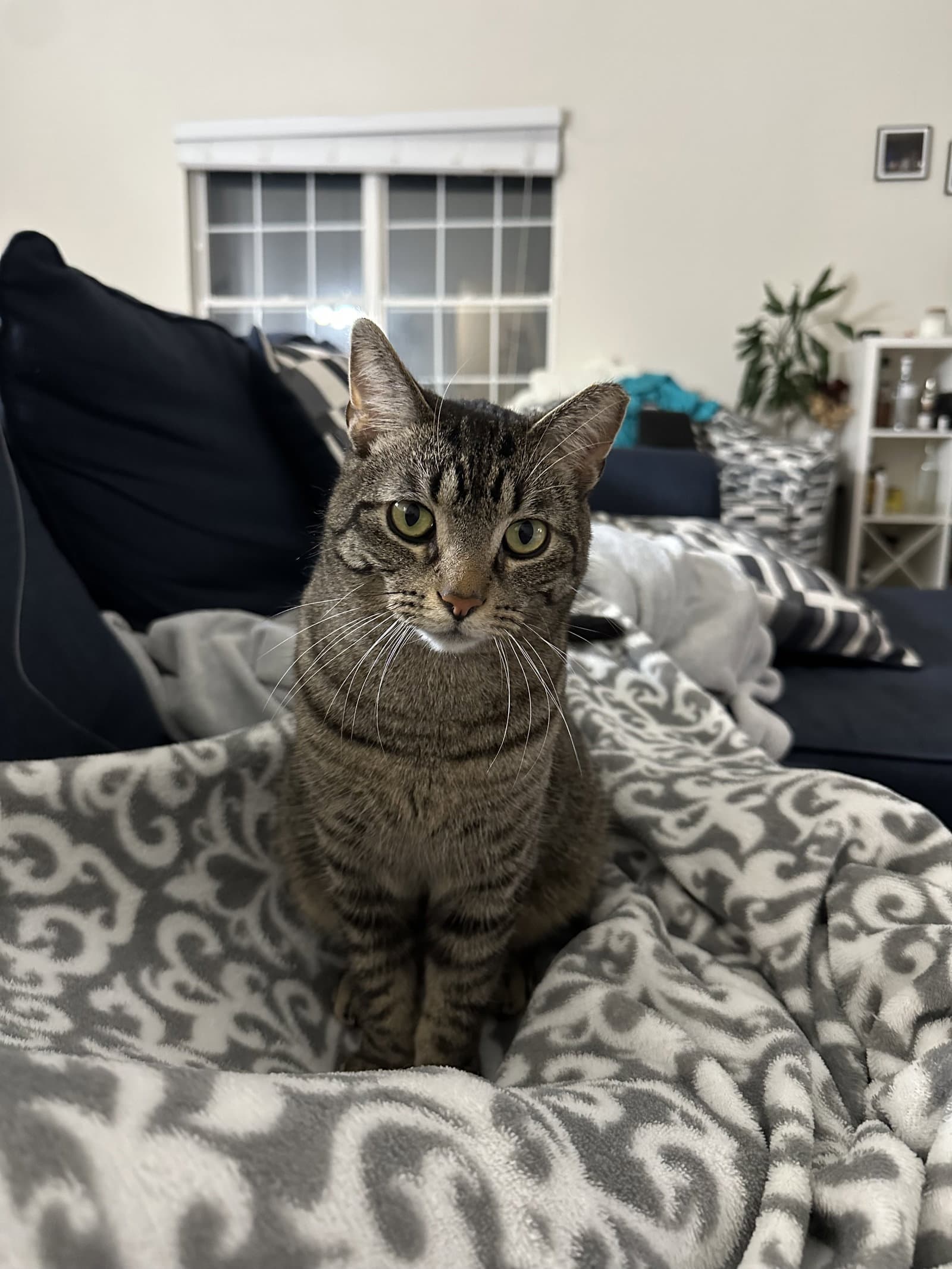 Jingle - Domestic Short Hair