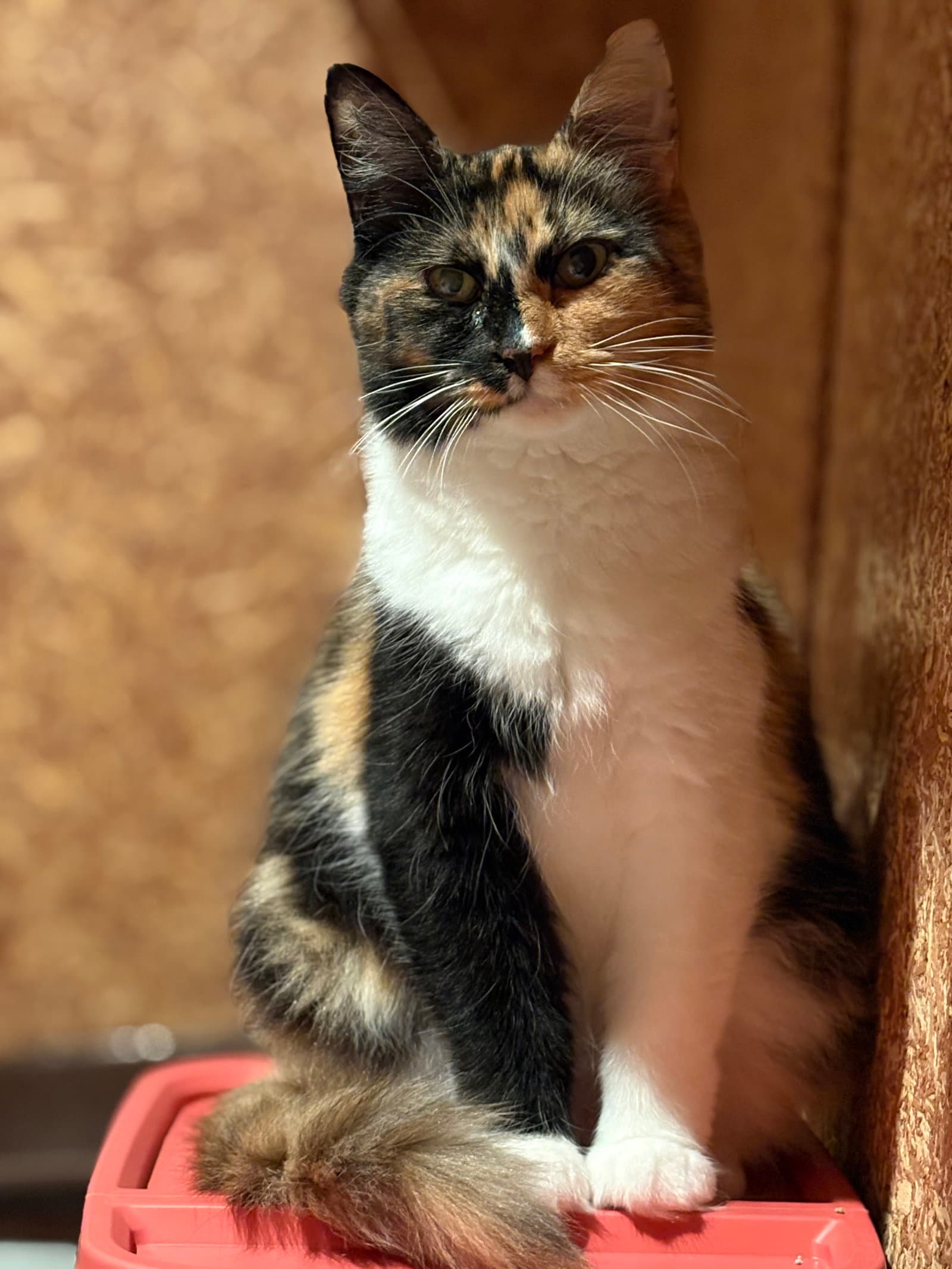 Edith  Must Be Adopted With Esther - Domestic Short Hair