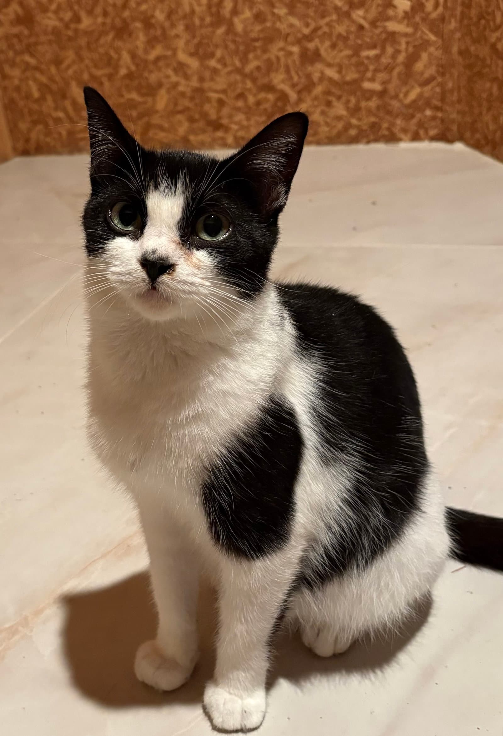 Esther  Must Be Adopted With Edith - Domestic Short Hair