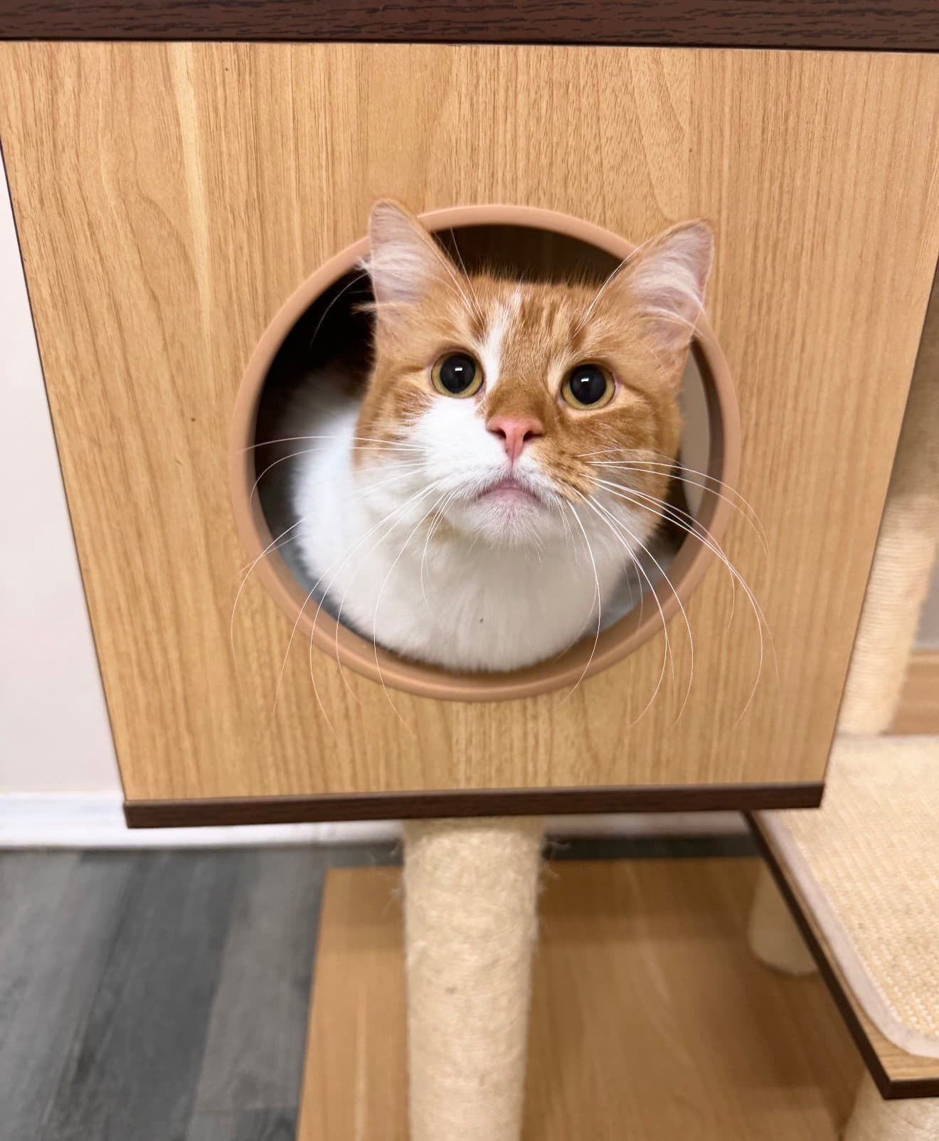 Doritoe Must Be Adopted With Cheeto - Domestic Short Hair