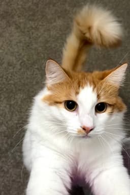 Cheeto Must Be Adopted With Doritoe image 1
