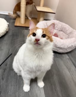 Cheeto Must Be Adopted With Doritoe image 3