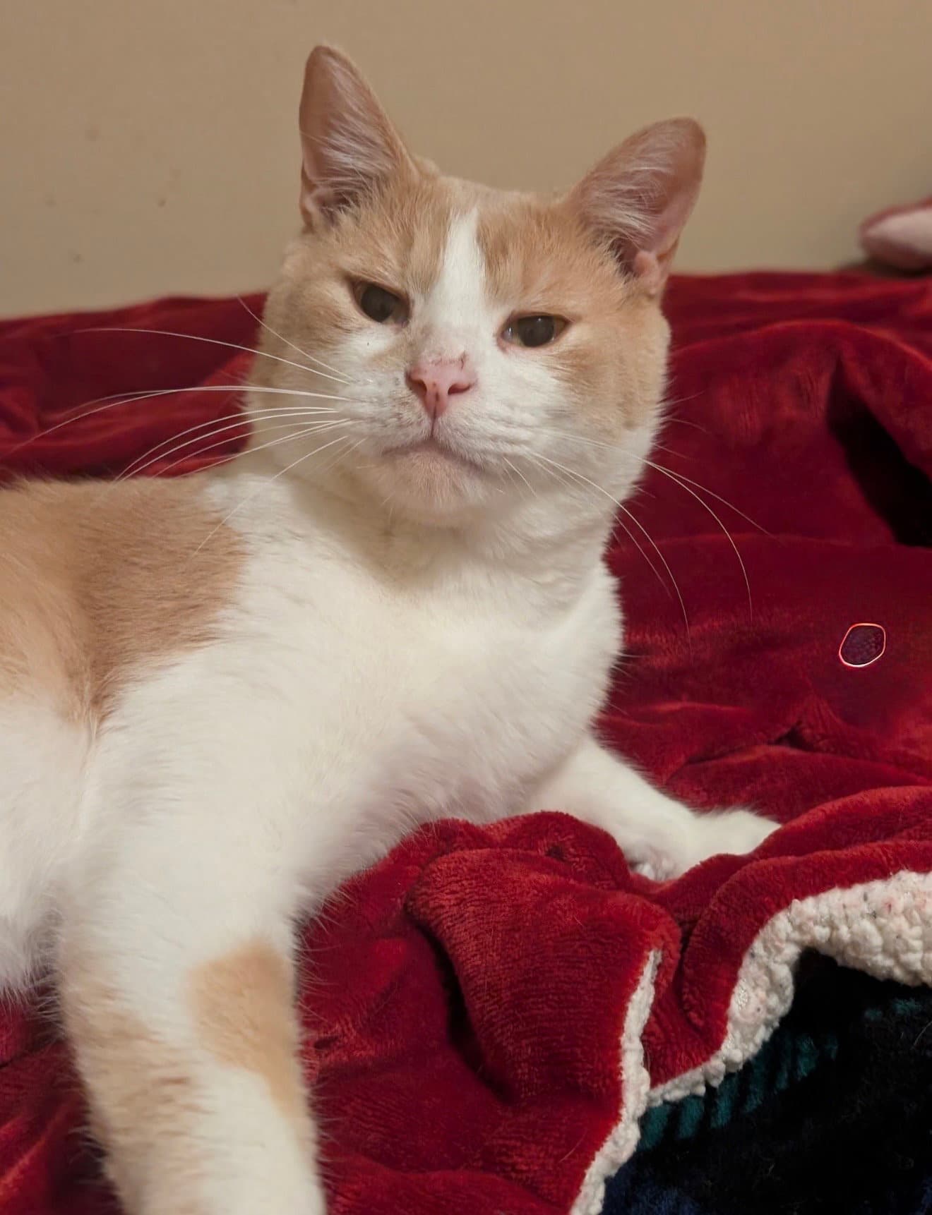 Ashur - Domestic Short Hair