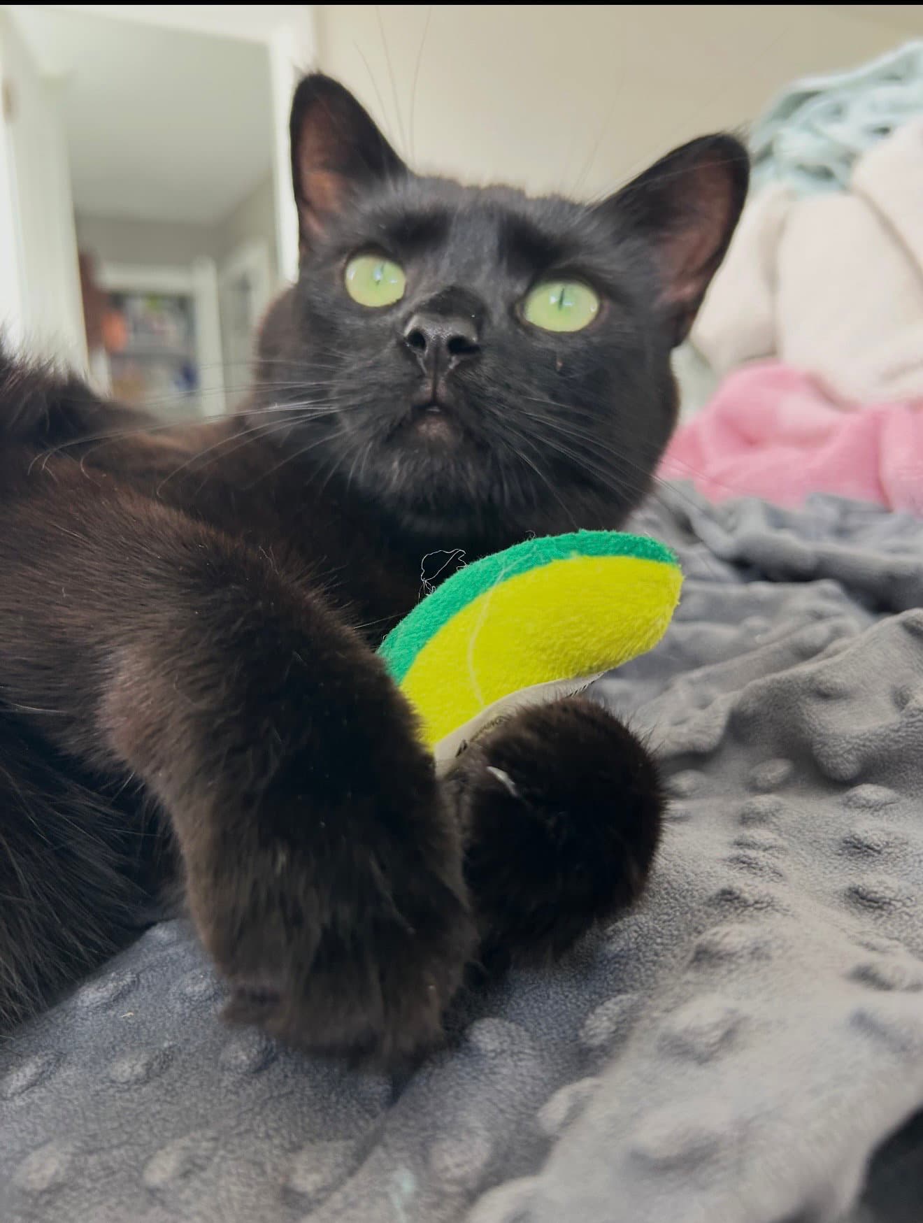 Wednesday - Domestic Short Hair