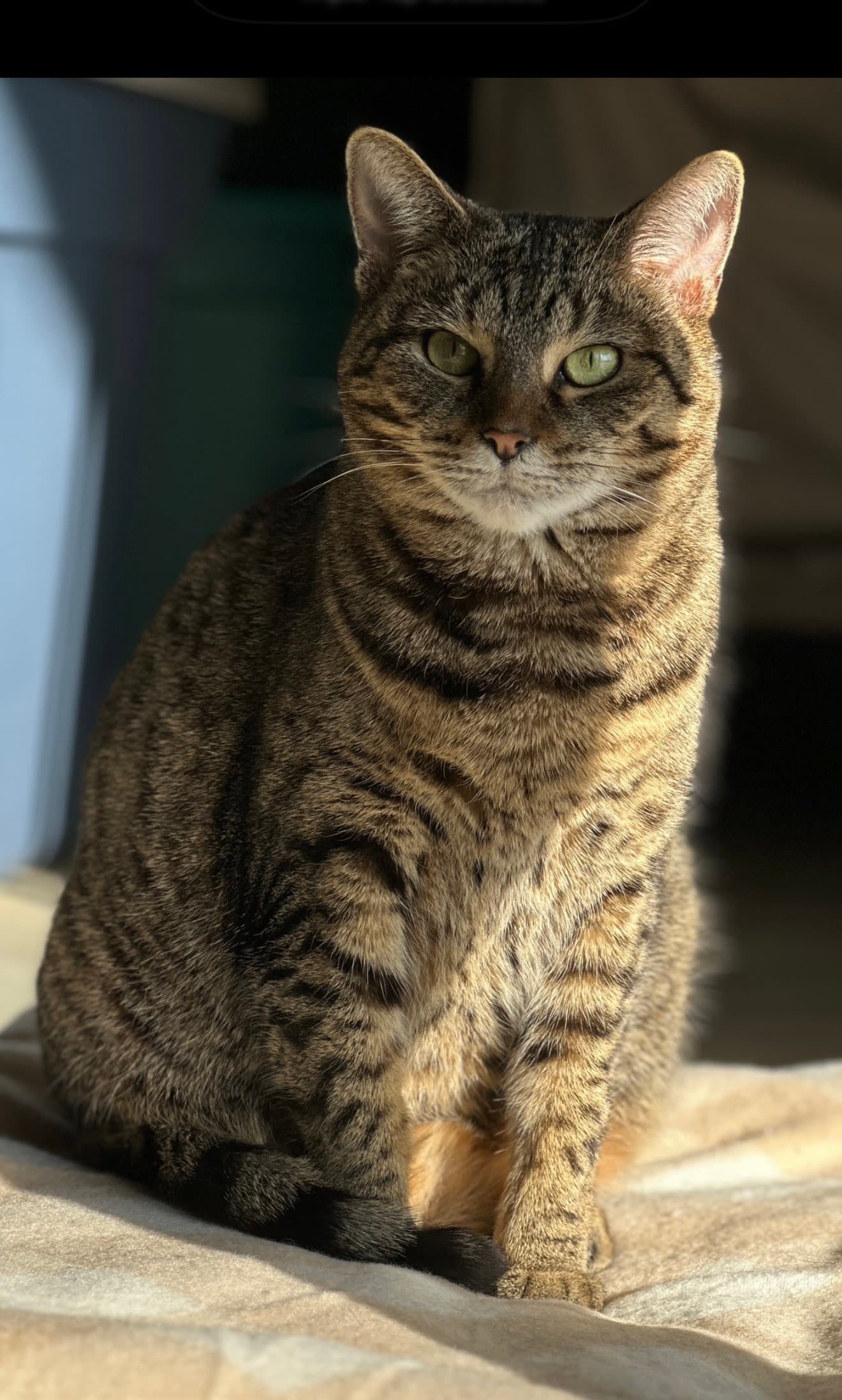 Birdee - Domestic Short Hair
