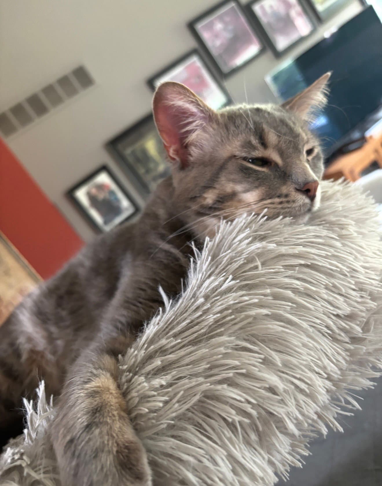 Graison - Domestic Short Hair