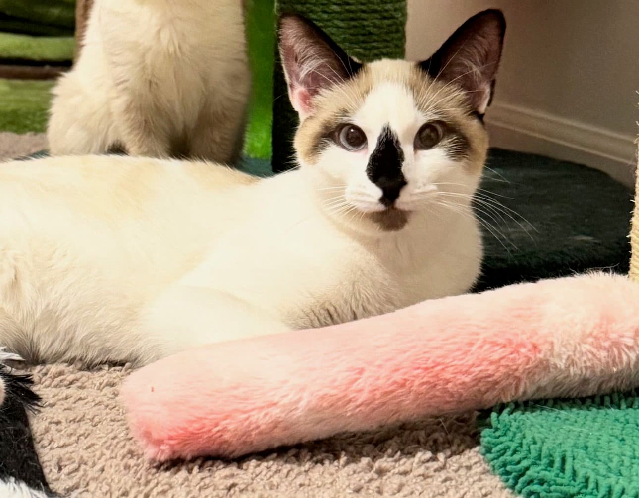 Bridgetmust Be Adopted With Baylan - Siamese