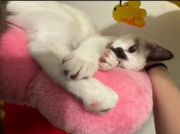 Bridgetmust Be Adopted With Baylan image 3