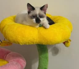 Baylanmust Be Adopted With Bridget image 1