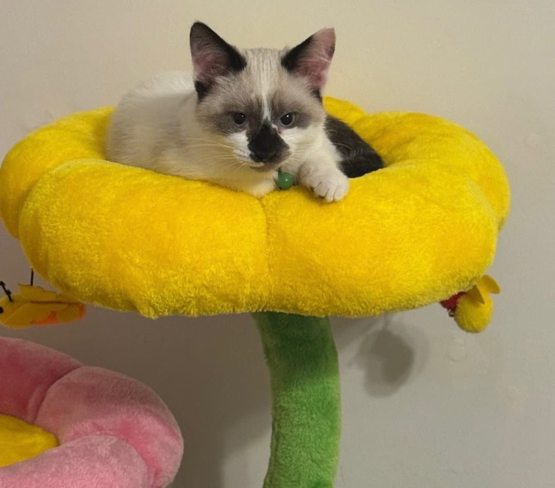 Baylanmust Be Adopted With Bridget - Siamese