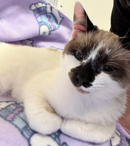 Baylanmust Be Adopted With Bridget image 2