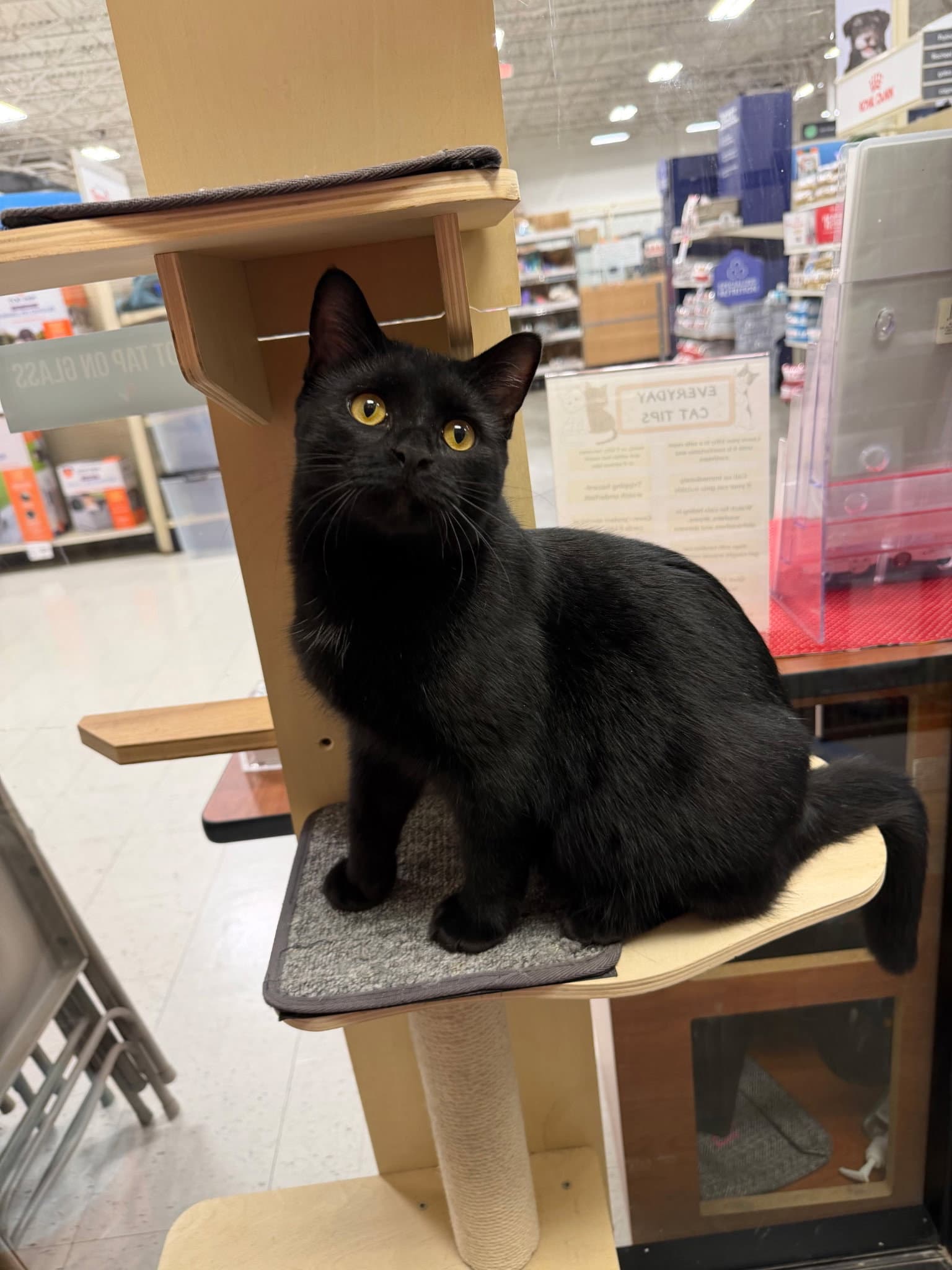 Benson - Domestic Short Hair