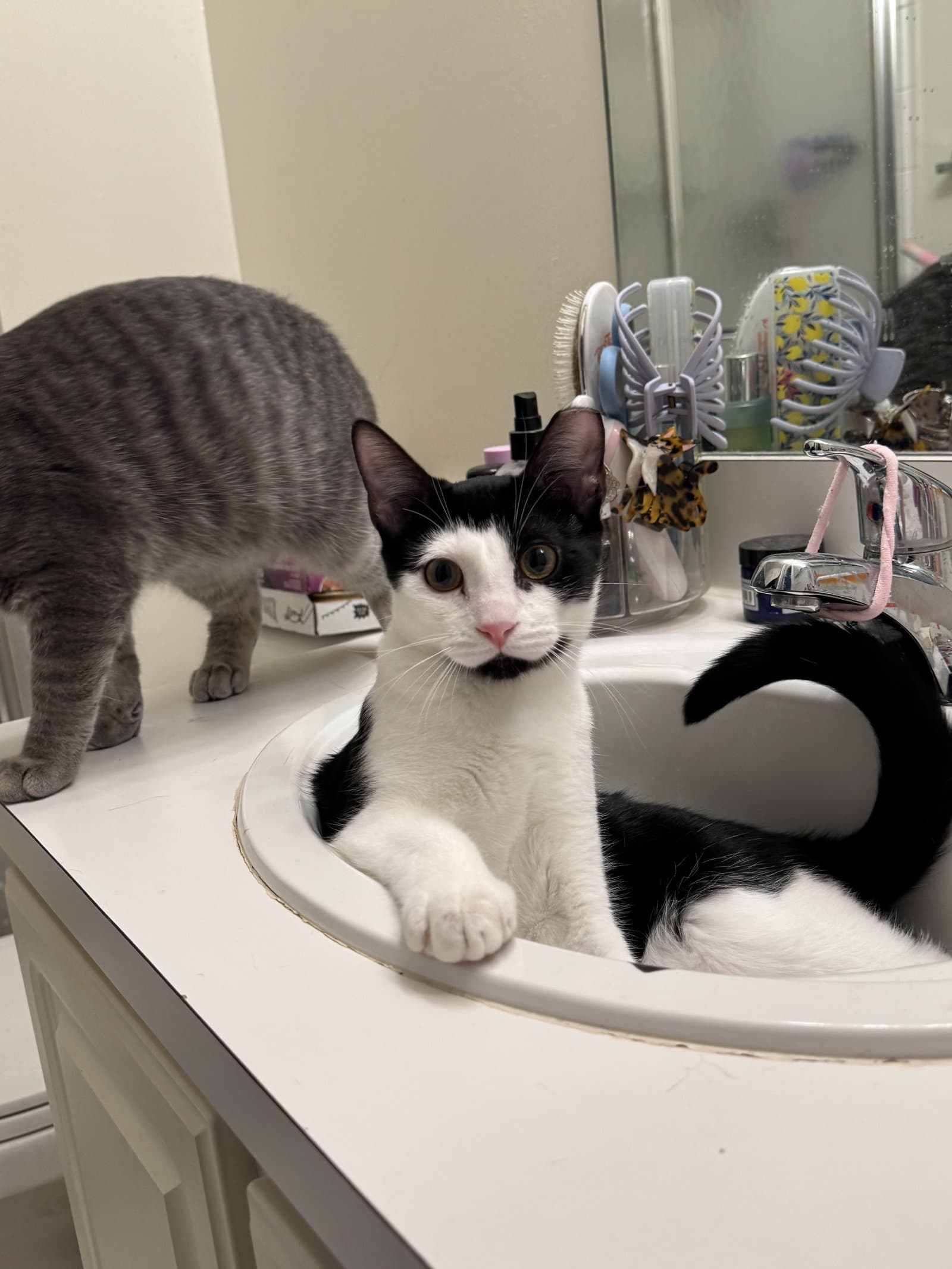 Emo Must Be Adopted With Hipster Chick - Domestic Short Hair