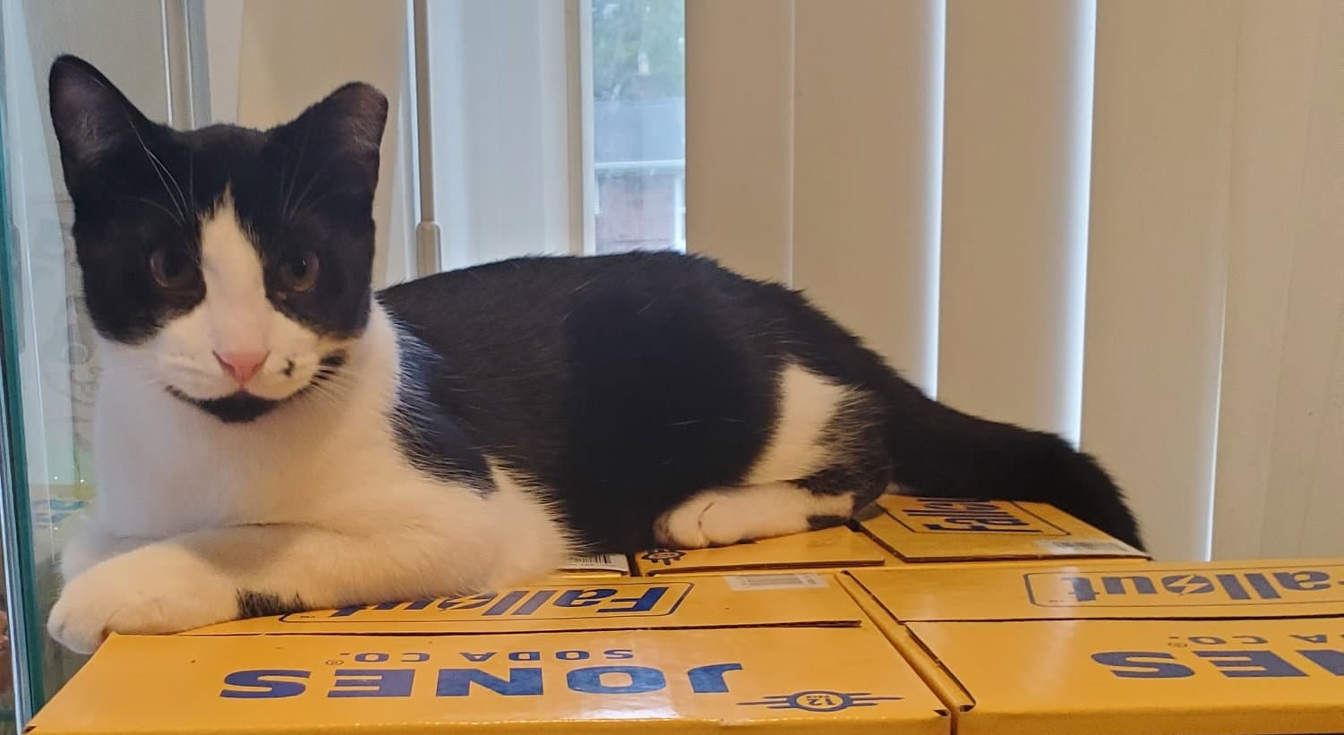 Goth Boy - Domestic Short Hair
