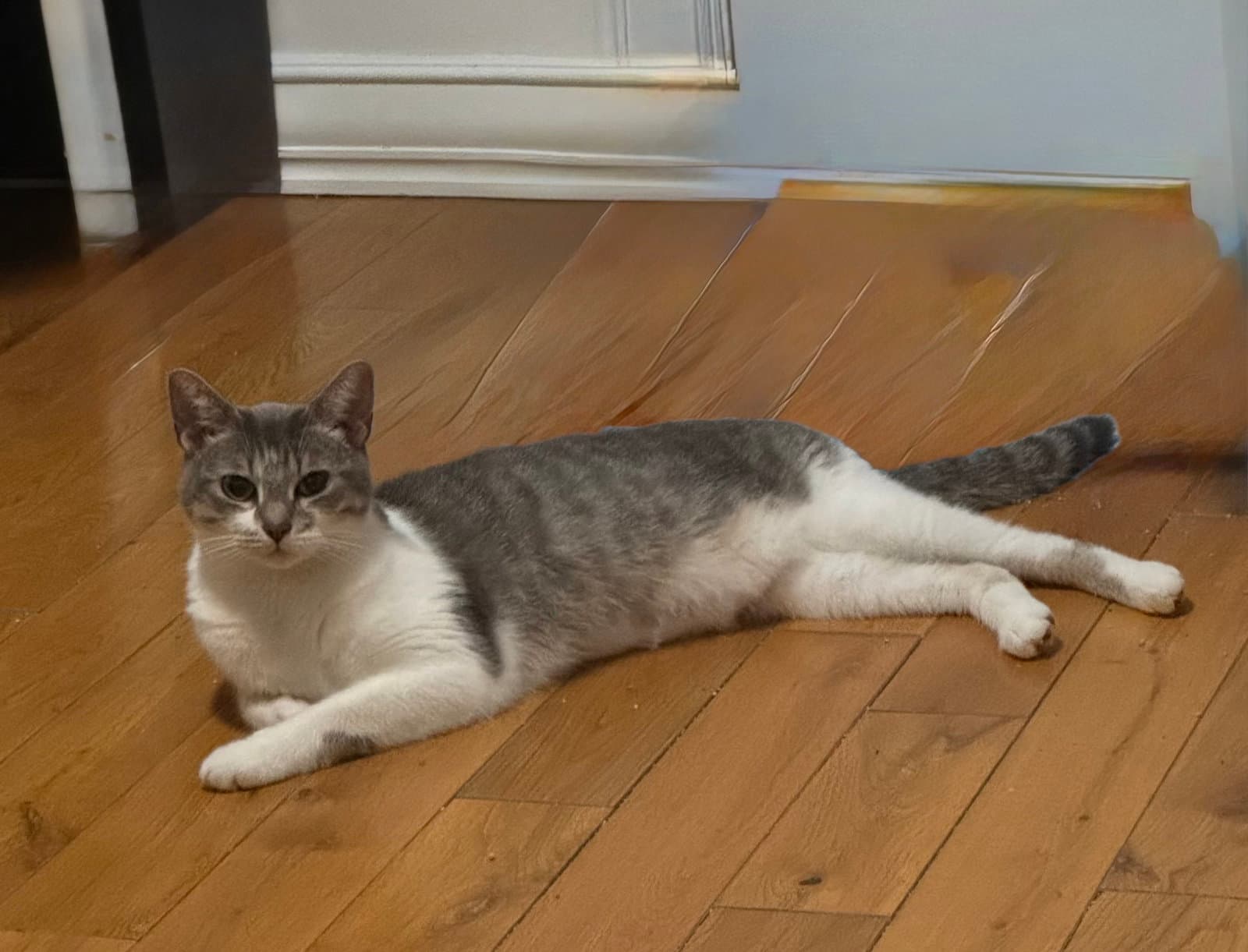 Abby Rose - Domestic Short Hair