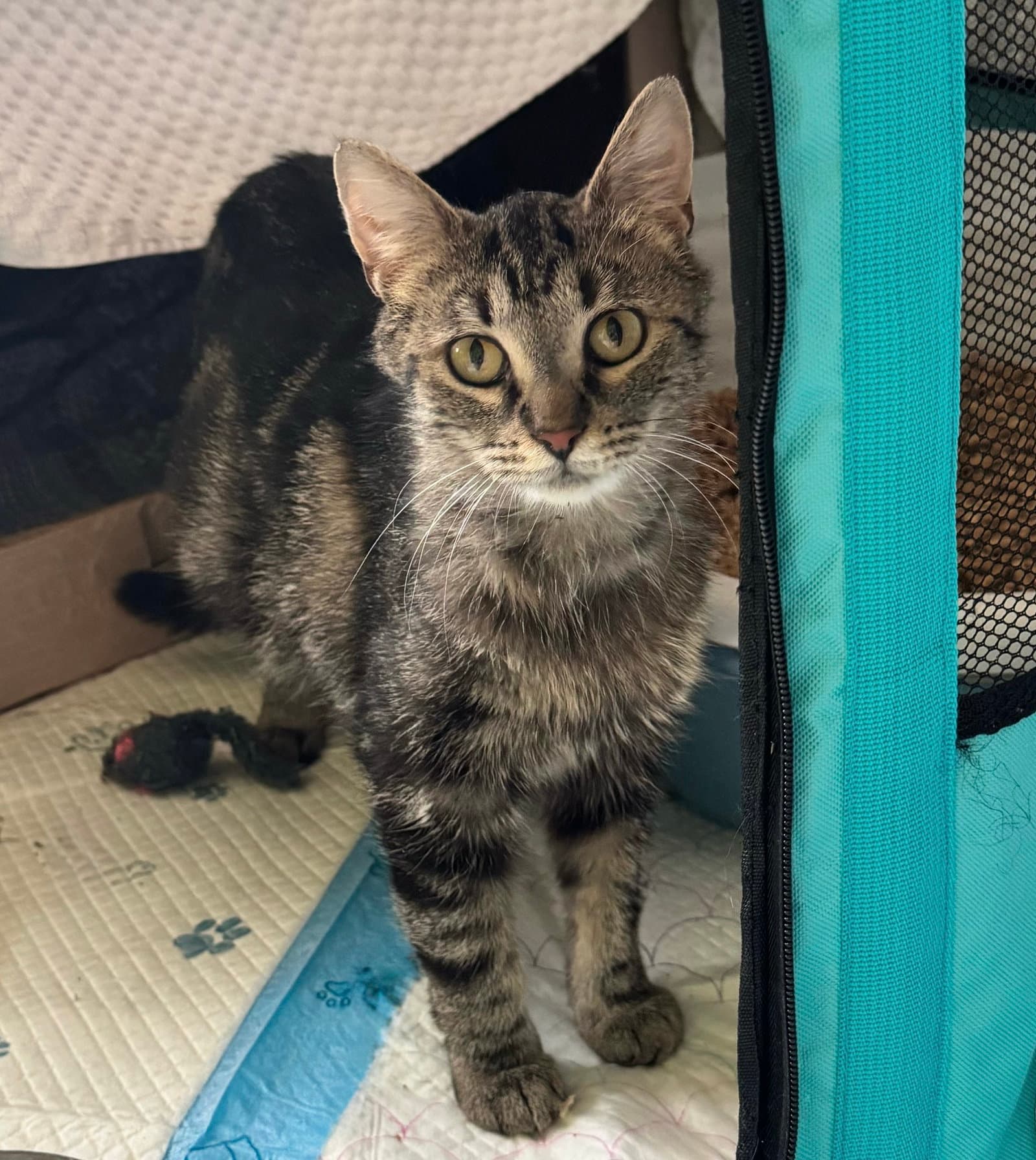 Bernadette - Domestic Short Hair