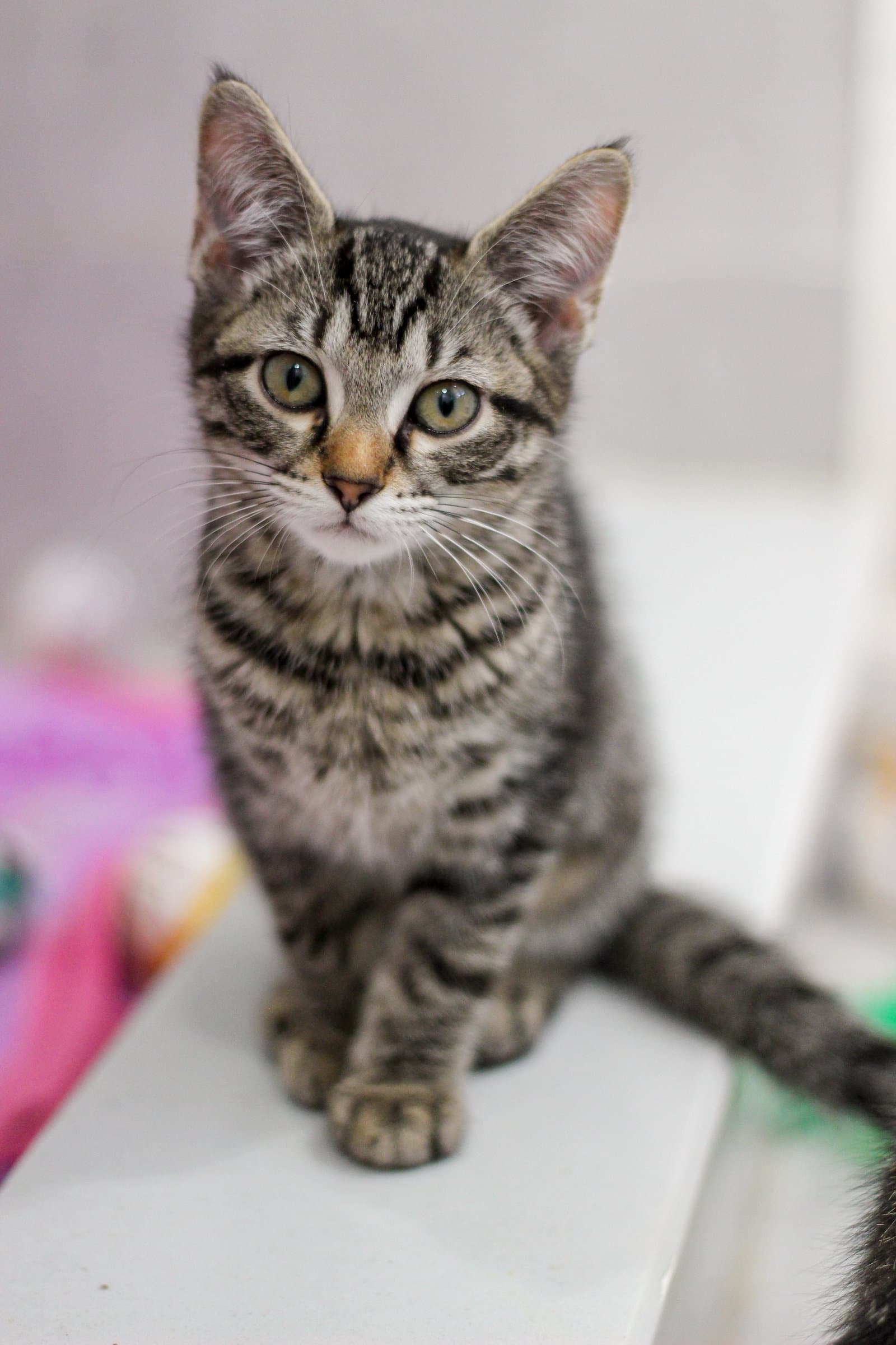Marigold - Domestic Short Hair