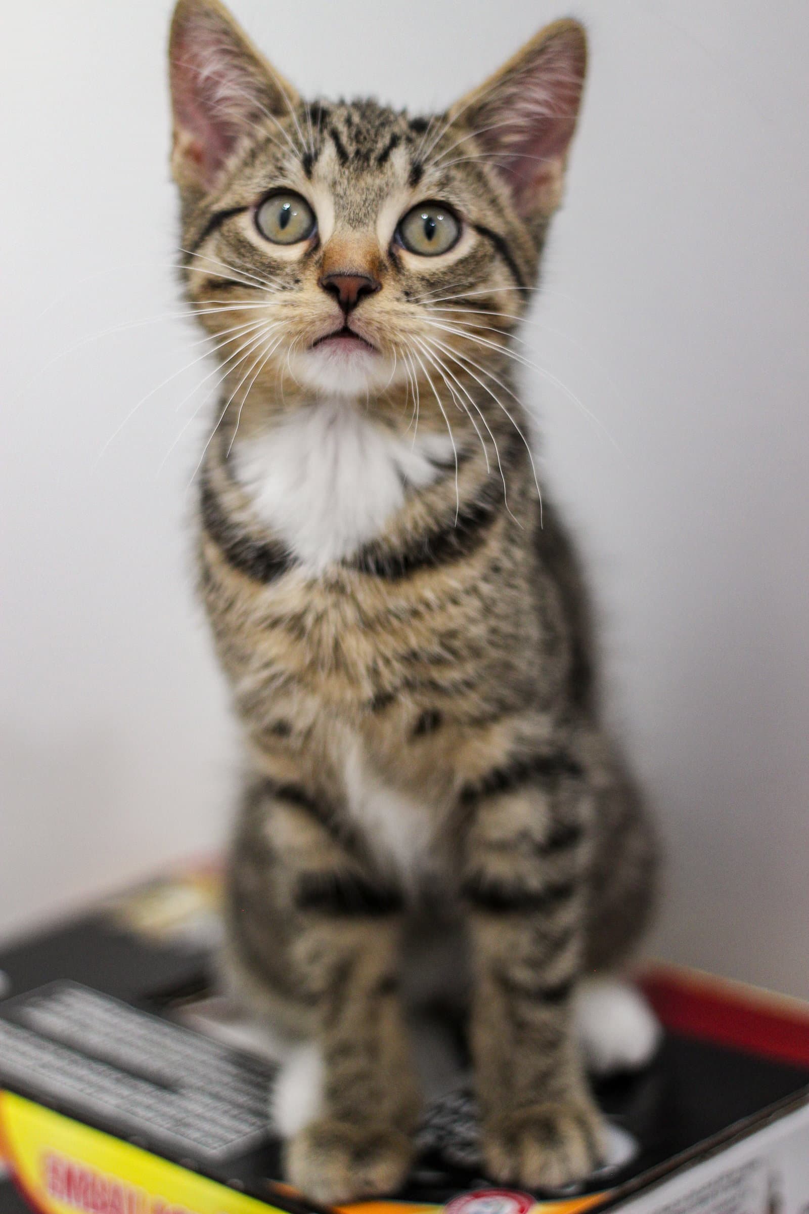 Cozmos - Domestic Short Hair
