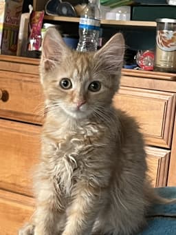 Sherbert image 1