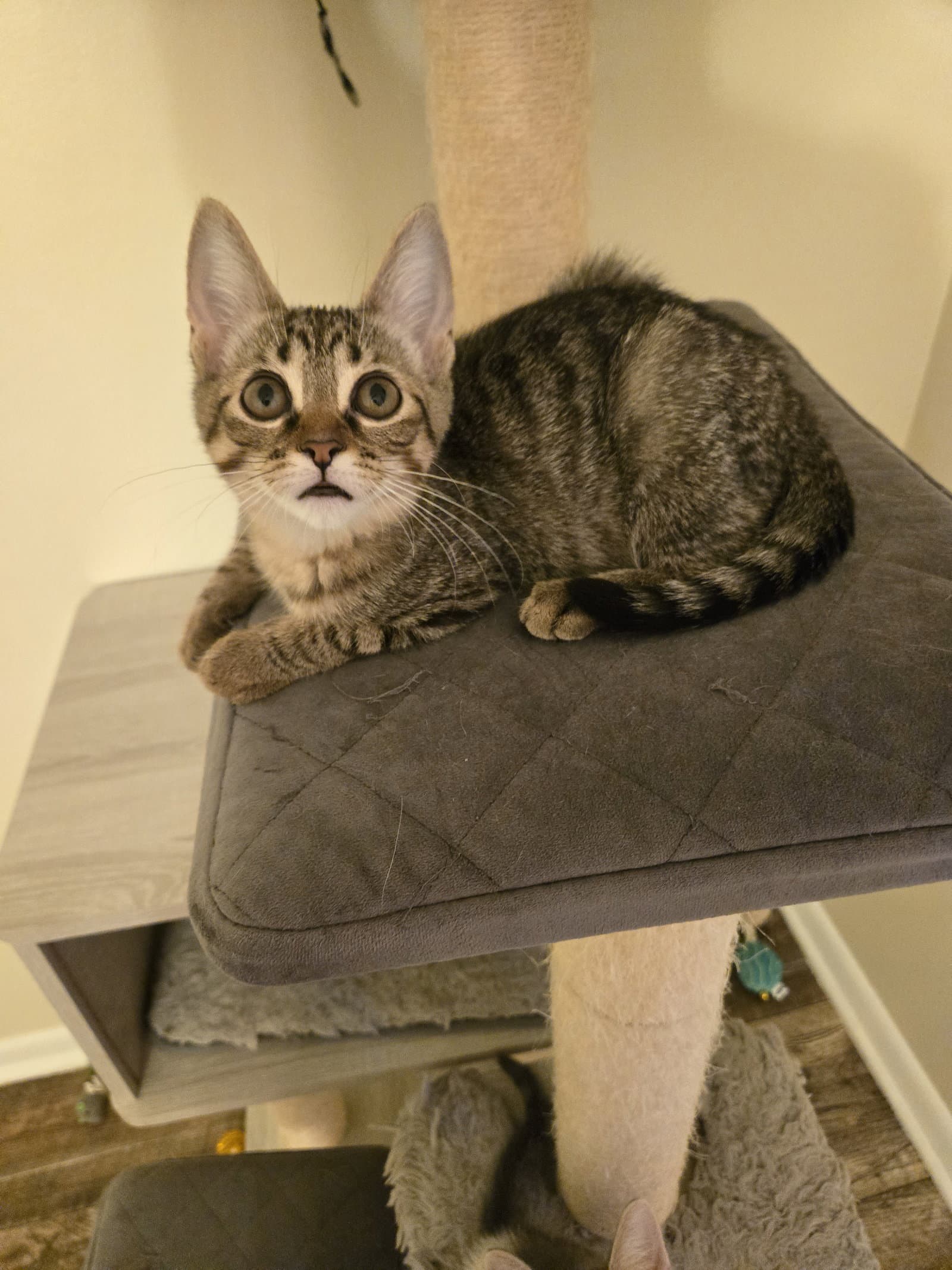 Floyd - Domestic Short Hair