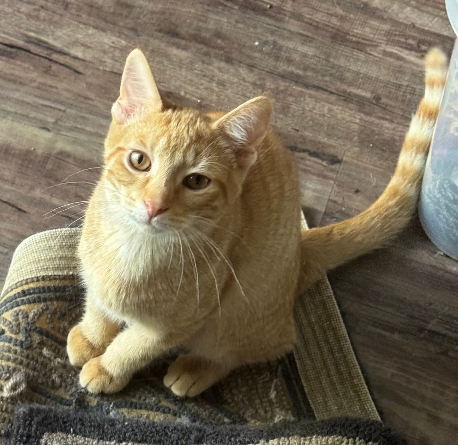 Pawsley - Domestic Short Hair