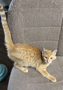 Pawsley image 3